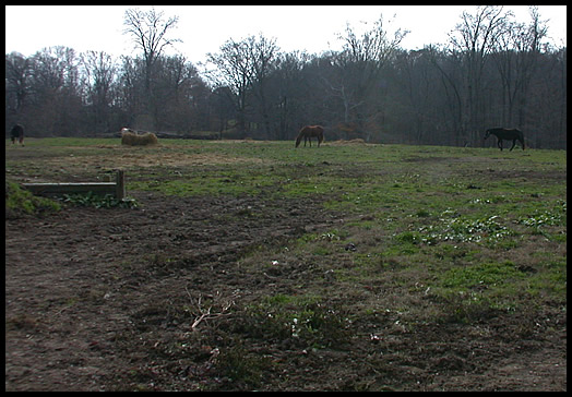 horses grazing by Saddle Barn